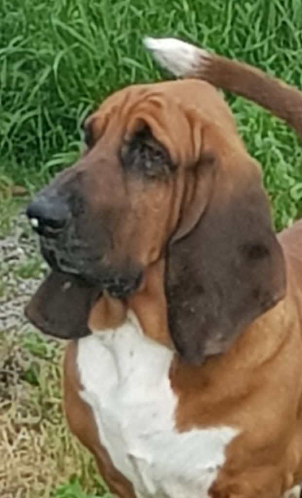 newdown bassets Aladdin dit marius