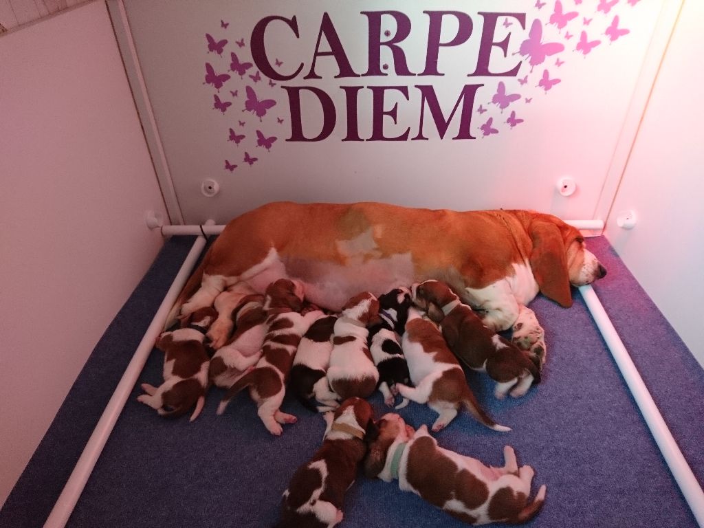 du sacre du Carpe Diem - Basset Hound - Portée née le 10/09/2017