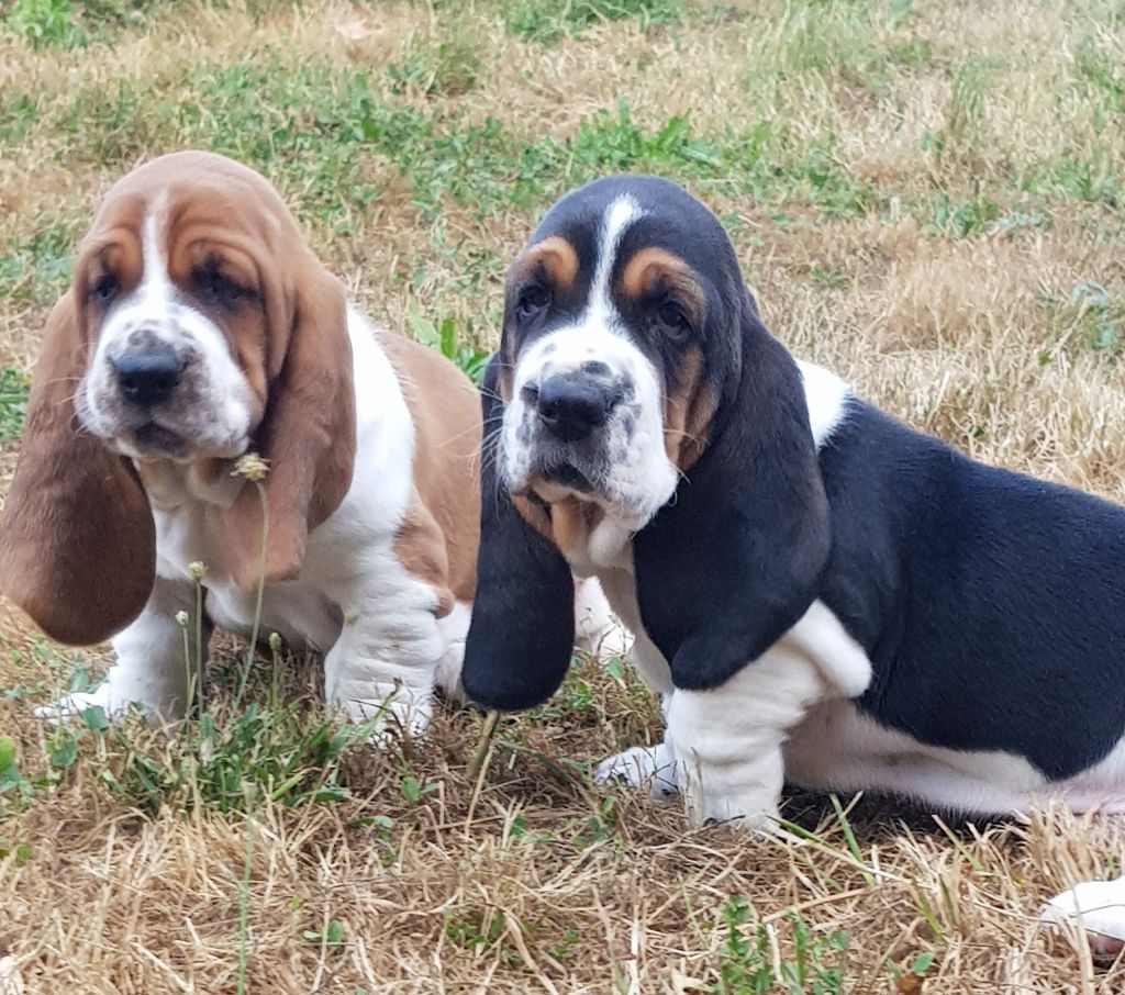 du sacre du Carpe Diem - Basset Hound - Portée née le 24/06/2020