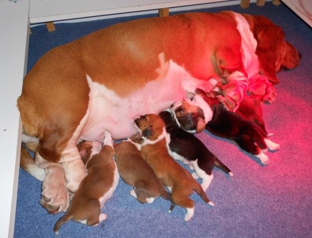 du sacre du Carpe Diem - Basset Hound - Portée née le 11/02/2015